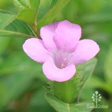 Image result for Barleria