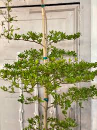 Image result for Gerrardanthus lobatus