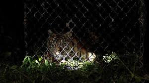 Kambing2 jumbo di kandang mas hery. Teror Harimau Di Agam 3 Kerbau Dimangsa Dan 1 Mati Bagian 1