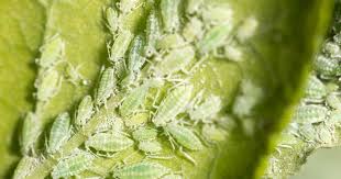 To some, attracting bees into our gardens may seem like some slightly quirky rural fantasy. Aphids On Hibiscus How To Get Rid Of Hibiscus Aphids