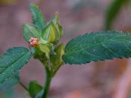 Image result for Sida spinosa