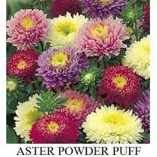 We did not find results for: Benih Bunga Aster Powder Puff Tahan Panas Very Easy To Grow Shopee Indonesia