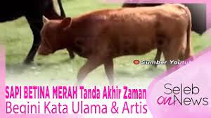 Tetapi untuk melakukan ini, mereka harus menghancurkan apa yang ada di bukit hari ini. Sapi Betina Merah Tanda Akhir Zaman Begini Kata Ulama Artis Seleb On News Youtube