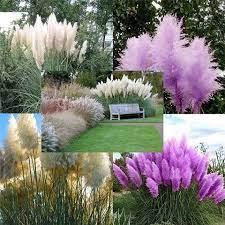 Image May Contain Plant Flower Outdoor And Nature Paisajismo Jardines Paisajismo De Patio Frontal Decoraciones De Jardin