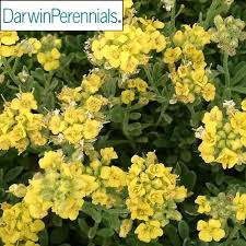 Image result for Aurinia