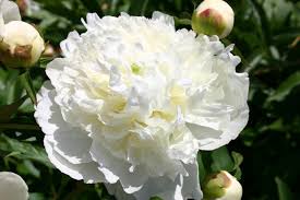 Pin On Peony