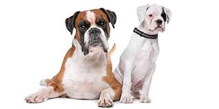Our dog breeder directory is the ultimate source of listings for breeders in north america. 250 Boxer Dog Names The Ultimate List My Dog S Name