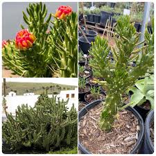 Image result for Austrocylindropuntia subulata