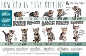 Kitten Age Progression Chart Feeding Kittens Alley Cat