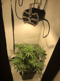 It consists of 4 led bars, which are connected by their cables, and spacers, which slide into groves on the led bars. Fastbuds Gorilla Glue Auto Glue Auto Grow Journal Week4 By Flowerboy Growdiaries