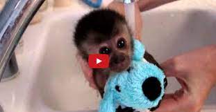 February 2, 2021, 8:20 am. A Baby Monkey S First Bath Time Is So Adorable I Can T Turn Away Cute Animal Videos Cute Animals Cute Baby Animals