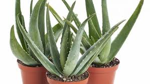 Evin içine hapsolmaktan hoşnut olmayacaktır. Aloe Vera Bitkisi Nasil Yetistirilir Nasil Cogaltilir Oya Hanim