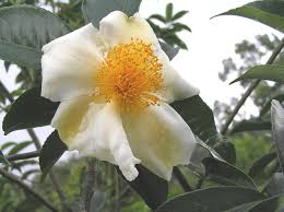 The site owner hides the web page description. File çŸ³ç­†æœ¨tutcheria Spectabilis é¦™æ¸¯è¥¿è²¢ç…å­æœƒè‡ªç„¶æ•™è‚²ä¸­å¿ƒsaikung Hong Kong 9237369463 Jpg Wikimedia Commons