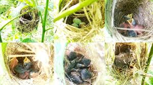 Untuk cara budidaya burung ciblek kristal selanjutnya yaitu dengan persiapan sarang dan tempat bertelur. Pengamatan Burung Prenjak Dari Telur Hingga Besar Youtube