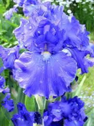 Although they provide pleasure for many years with little care, periodic dividing is an important cultural practice for maintaining plant health. Iris Grow Guide