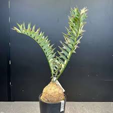 Image result for Encephalartos