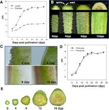 Besides noting other important characteristics of the variety, it also states the vines' typical size and whether it has a vining or bush habit of growth. Transcriptome Analyses Of Early Cucumber Fruit Growth Identifies Distinct Gene Modules Associated With Phases Of Development Bmc Genomics Full Text