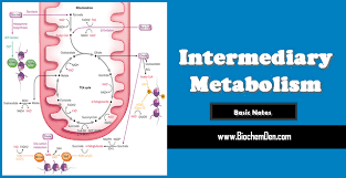 Intermediary Metabolism Basic Notes