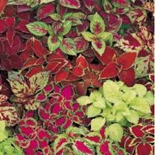 Image result for Coleus calycinus