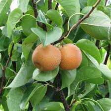 Image result for Pyrus pyrifolia