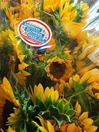 Maybe you would like to learn more about one of these? Getting Started In Cut Flowers Top 15 Cuts Johnny S Selected Seeds