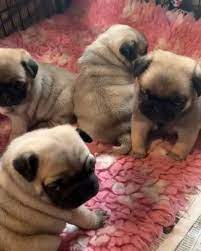 River Valley Goldendoodles Puppy Breeder In Ny Near Pa Near Nyc In 2020 Cute Baby Animals Cute Pug Puppies Cute Puppies