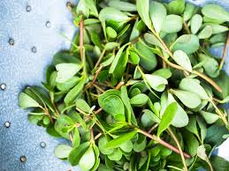 It can be used in salads, with non veg and veg dishes. Edible Weeds Purslane The New Easy To Grow Superfood Pass The Pistil