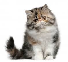 Find great deals on ebay for persian kittens for sale. Persian Cat Breeders And Information