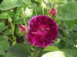Description détaillée de rosier ancien gallique 'charles de mills'. Promesse De Roses Charles De Mills