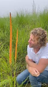 Image result for Disa nyikensis