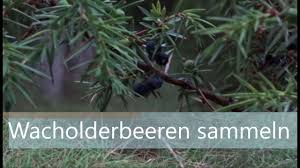 Kaufland wacholderbeeren angebote im prospekt ⭐ du willst den aktuellen preis für wacholderbeeren bei kaufland und anderen händlern wissen? Wacholderbeeren Sammeln Youtube