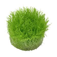 Image result for Thunbergia graminifolia