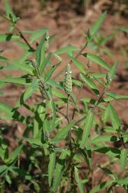 Image result for Sphenoclea zeylanica