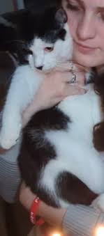 Lost and Found Pets From Lee County Iowa