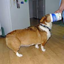The yogurt's ability to manage blood pressure and blood sodium levels might escalate the recovery process for diabetic dogs. Can Dogs Eat Cheese How About Other Dairy Products