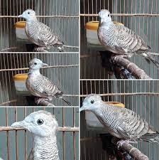 Di mana, dibandingkan dengan jenis burung perkutut lainnya, kepala burung perkutut dengan suara bagus cenderung lebih besar. 11 Ciri Perkutut Lokal Yg Bagus Dan Cara Tepat Merawatnya