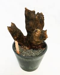 Image result for Xerophyta trichophylla