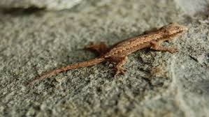 Gambar cara polis menembak seorang pemuda. Pahala Membunuh Cicak Rumaysho Com