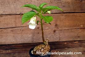 Image result for Impatiens mildbraedii