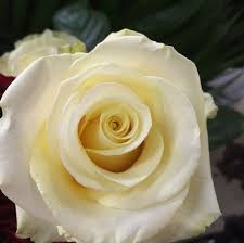 Alibaba.com offers 27,565 wholesale preserved flower products. Phillip S Wholesale Floral Service 524 N Cass Ave Westmont Il Florists Mapquest