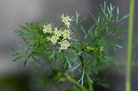 Image result for Coriandrum sativum