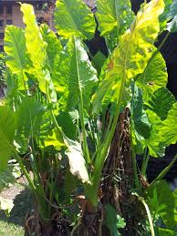 Melalui pemerhatian ini terciptalah peribahasa bagai mencurah air ke daun keladi iaitu membawa maksud perlakuan menasihati seseorang yang tidak mengendahkan nasihat yang telah diberikan kepadanya. Mengapa Mencurah Air Ke Daun Keladi Namun Ia Tetap Tidak Basah Petrosains