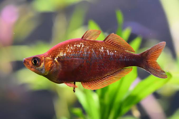 Red rainbowfish • Glossolepis incisa (Glossolepis incisus) • Fish sheet