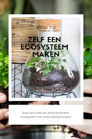 How To Zelf Een Ecosysteem Maken Mevrouwmiauw Nl Terrarium Planten Ecosysteem Schaduwplanten
