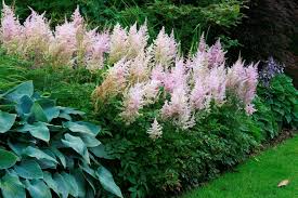 About shade plants for wet sites. 20 Best Plants For Shade 2021 Flowers That Grow In Shade