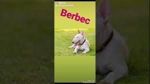 ¿cuál es tu animal tótem? Descargar Ce Animal Esti Test De Personalitate Mp3 Grat