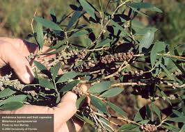 Image result for Melaleuca quinquenervia