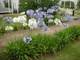 Image result for Agapanthus africanus