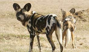Wolf dogs are usually recommended for people who live in the wilderness or woods because they need a ton of space to remain happy, healthy, and exercised. African Wild Dog Facts Information Pictures