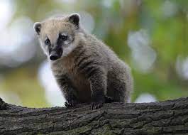 Nosáľ červený nie je ohrozeným druhom a na niektorých turistami navštevovaných miestach je dokonca premnožený z dôvodu prikrmovania. Nosal Cerveny Zoo Plzen